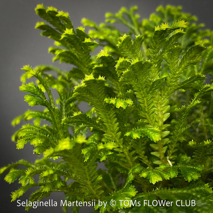 Selaginella Martensii, Frosty Fern, Club Moss., organically grown fern plants for sale at TOMs FLOWer CLUB.