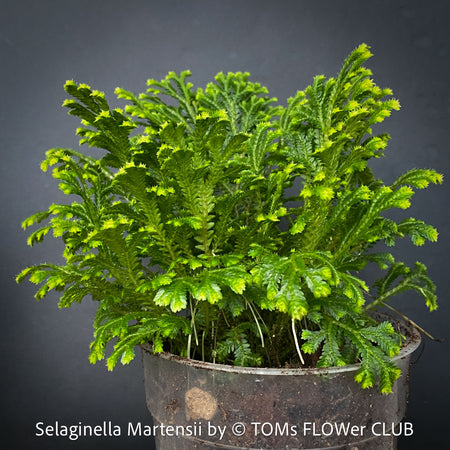 Selaginella Martensii, Frosty Fern, Club Moss., organically grown fern plants for sale at TOMs FLOWer CLUB.