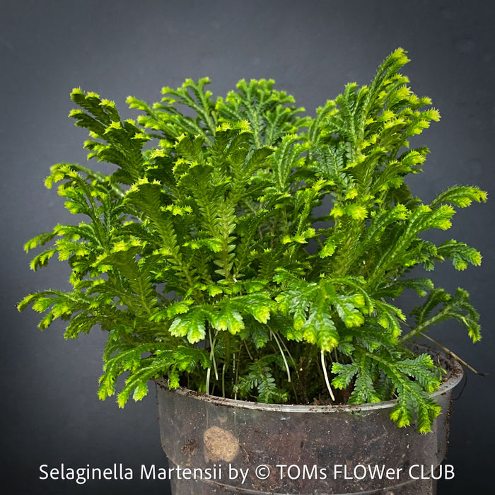 Selaginella Martensii, Frosty Fern, Club Moss., organically grown fern plants for sale at TOMs FLOWer CLUB.