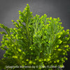 Selaginella Martensii, Frosty Fern, Club Moss., organically grown fern plants for sale at TOMs FLOWer CLUB.