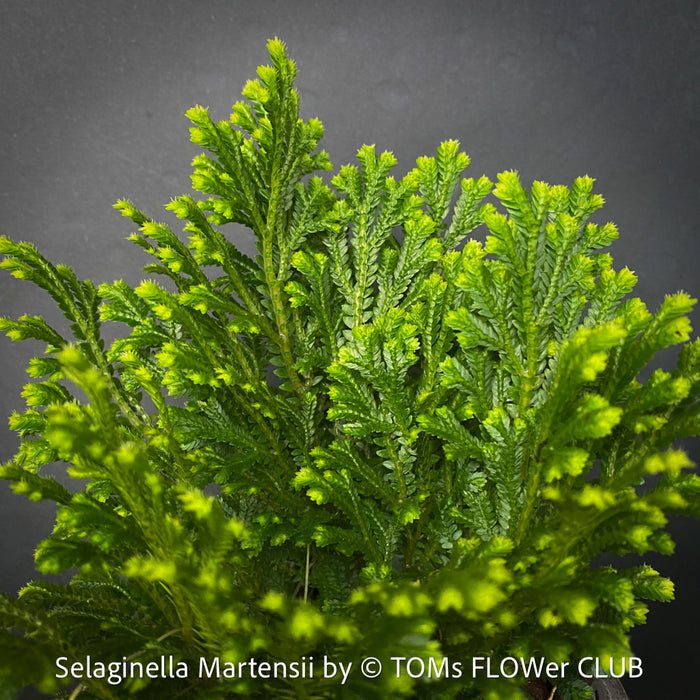 Selaginella Martensii, Frosty Fern, Club Moss., organically grown fern plants for sale at TOMs FLOWer CLUB.