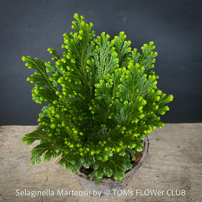 Selaginella Martensii, Frosty Fern, Club Moss., organically grown fern plants for sale at TOMs FLOWer CLUB.