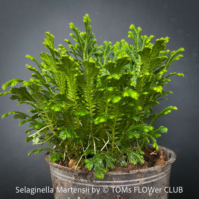 Selaginella Martensii, Frosty Fern, Club Moss., organically grown fern plants for sale at TOMs FLOWer CLUB.
