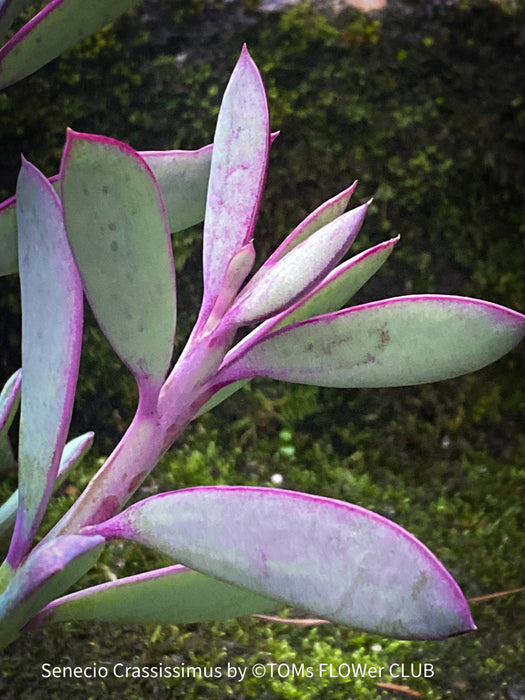 Senecio Crassissimus