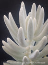 Leaf detail of Senecio Haworthii 'Mont Blanc' with dense snow-white velvety foliage, organically cultivated at TOMs FLOWer CLUB.