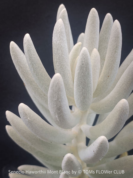 Leaf detail of Senecio Haworthii 'Mont Blanc' with dense snow-white velvety foliage, organically cultivated at TOMs FLOWer CLUB.