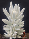 Close up of Senecio Haworthii 'Mont Blanc' with dense snow-white velvety foliage, organically cultivated at TOMs FLOWer CLUB.