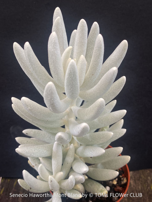 Close up of Senecio Haworthii 'Mont Blanc' with dense snow-white velvety foliage, organically cultivated at TOMs FLOWer CLUB.