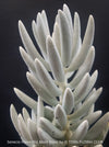 White Senecio Haworthii 'Mont Blanc' with dense snow-white velvety foliage, organically cultivated at TOMs FLOWer CLUB.
