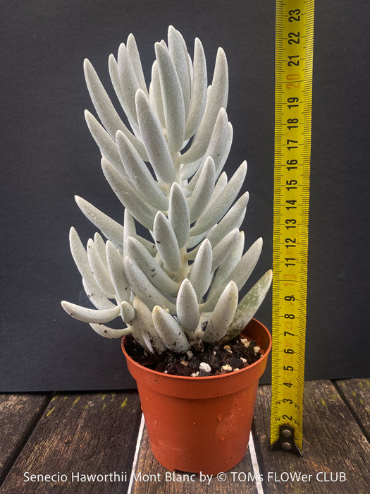 Senecio Haworthii 'Mont Blanc' with dense snow-white velvety foliage, organically cultivated for sale at TOMs FLOWer CLUB.
