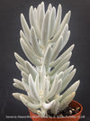 Senecio Haworthii 'Mont Blanc' with dense snow-white velvety foliage, organically cultivated at TOMs FLOWer CLUB.