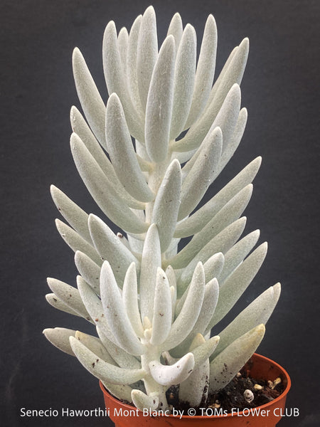 Senecio Haworthii 'Mont Blanc' with dense snow-white velvety foliage, organically cultivated at TOMs FLOWer CLUB.