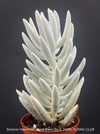 Stunning Senecio Haworthii 'Mont Blanc' with dense snow-white velvety foliage, organically cultivated at TOMs FLOWer CLUB.