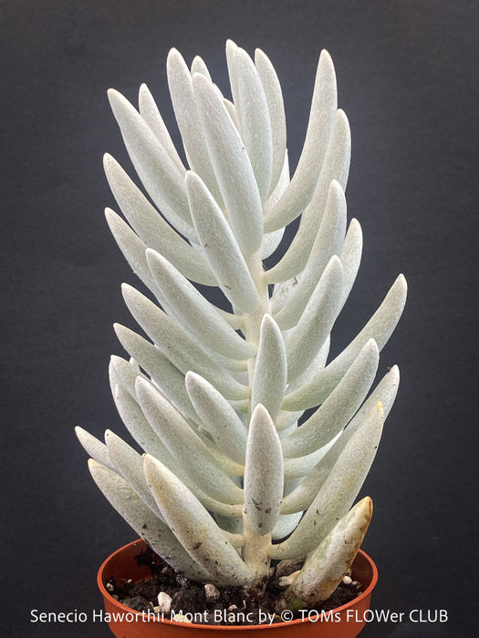 Stunning Senecio Haworthii 'Mont Blanc' with dense snow-white velvety foliage, organically cultivated at TOMs FLOWer CLUB.