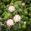A potted Senecio rowleya plant, commonly known as 'string of pearls', with white flowers and green leaves; for sale at TOMs FLOWer CLUB.