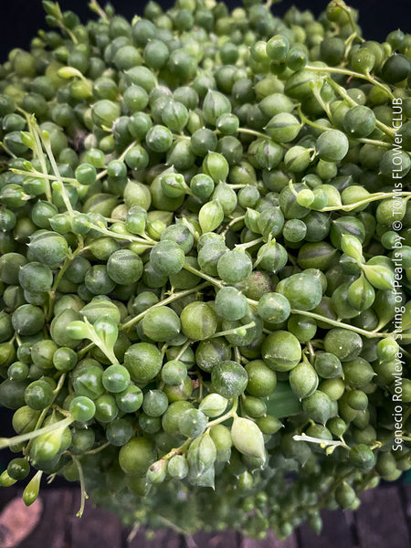 A potted Senecio rowleya plant, commonly known as 'string of pearls', with white flowers and green leaves; for sale at TOMs FLOWer CLUB.