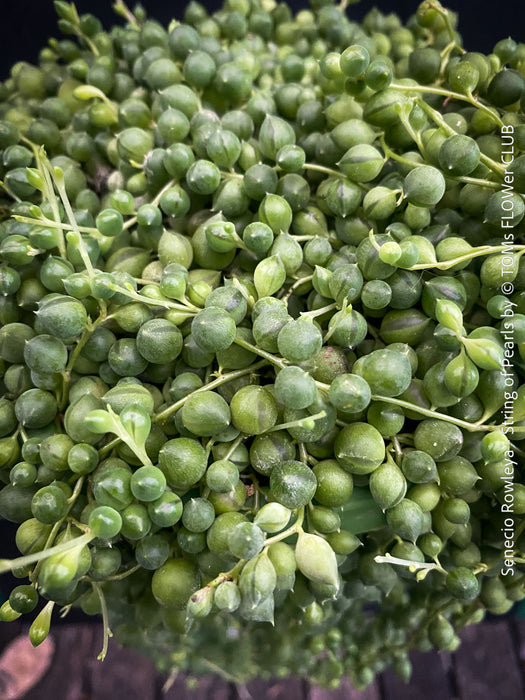 A potted Senecio rowleya plant, commonly known as 'string of pearls', with white flowers and green leaves; for sale at TOMs FLOWer CLUB.