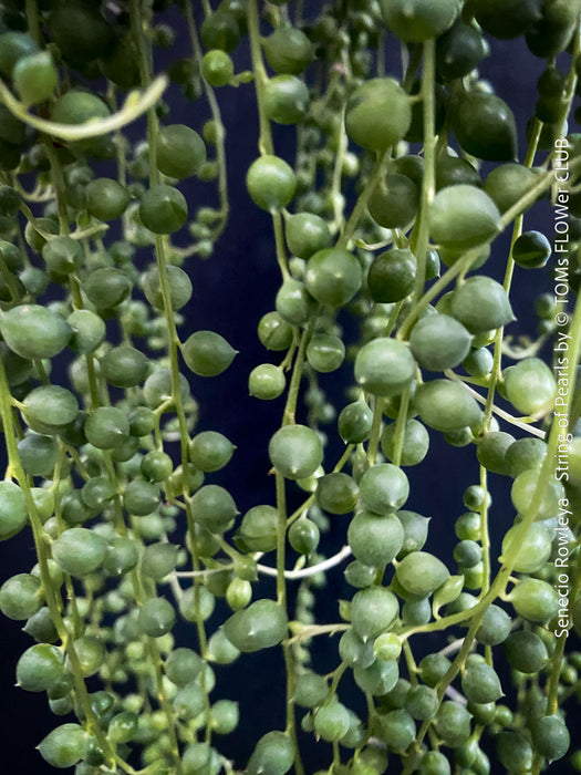 A potted Senecio rowleya plant, commonly known as 'string of pearls', with white flowers and green leaves; for sale at TOMs FLOWer CLUB.