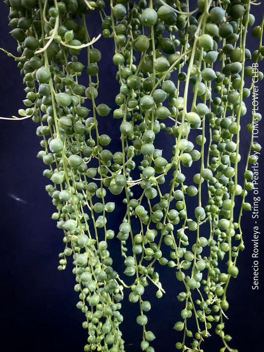 A potted Senecio rowleya plant, commonly known as 'string of pearls', with white flowers and green leaves; for sale at TOMs FLOWer CLUB.