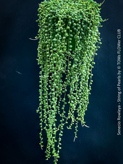 A potted Senecio rowleya plant, commonly known as 'string of pearls', with white flowers and green leaves; for sale at TOMs FLOWer CLUB.