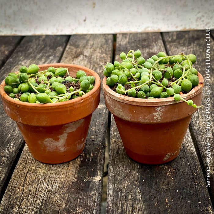 A potted Senecio rowleya plant, commonly known as 'string of pearls', with white flowers and green leaves; for sale at TOMs FLOWer CLUB.