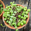 A potted Senecio rowleya plant, commonly known as 'string of pearls', with white flowers and green leaves; for sale at TOMs FLOWer CLUB.