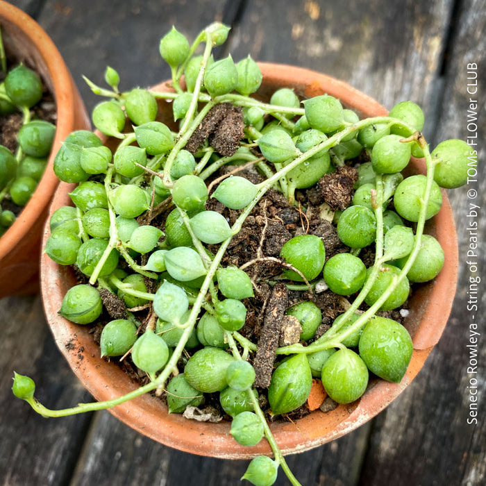 A potted Senecio rowleya plant, commonly known as 'string of pearls', with white flowers and green leaves; for sale at TOMs FLOWer CLUB.
