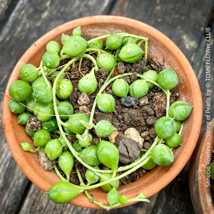A potted Senecio rowleya plant, commonly known as 'string of pearls', with white flowers and green leaves; for sale at TOMs FLOWer CLUB.