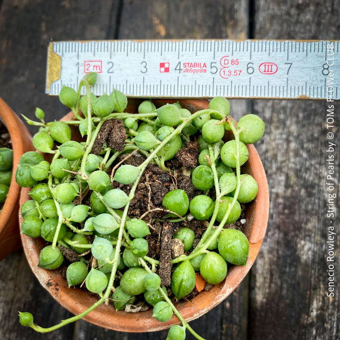 A potted Senecio rowleya plant, commonly known as 'string of pearls', with white flowers and green leaves; for sale at TOMs FLOWer CLUB.