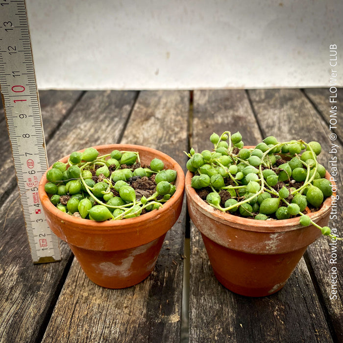 A potted Senecio rowleya plant, commonly known as 'string of pearls', with white flowers and green leaves; for sale at TOMs FLOWer CLUB.