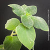 Leaf detail of Sinningia bulbosa caudiciform collector plant for sale at TOMs FLOWer CLUB Zurich Switzerland