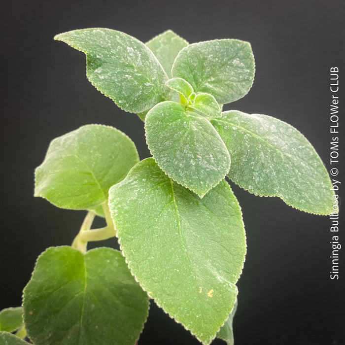 Leaf detail of Sinningia bulbosa caudiciform collector plant for sale at TOMs FLOWer CLUB Zurich Switzerland