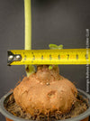 rare Sinningia bulbosa Brazilian caudex plant underground tuber for sale at TOMs FLOWer CLUB Zurich Switzerland