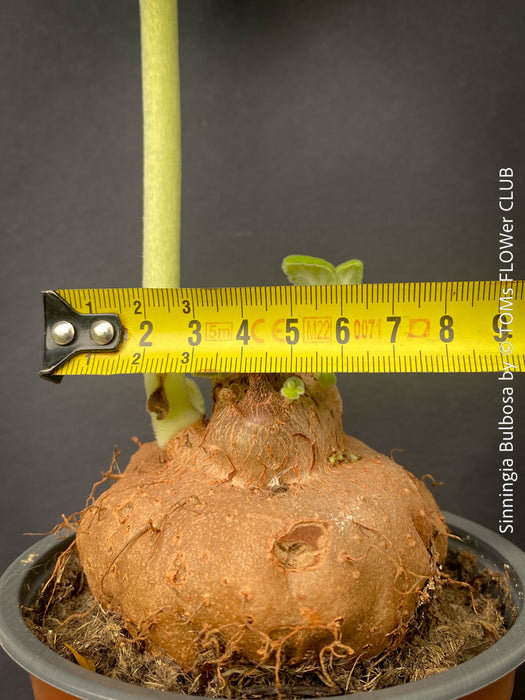 rare Sinningia bulbosa Brazilian caudex plant underground tuber for sale at TOMs FLOWer CLUB Zurich Switzerland
