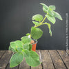 Sinningia bulbosa caudiciform collector plant for sale at TOMs FLOWer CLUB Zurich Switzerland
