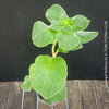 Leaf detail of Sinningia bulbosa caudiciform collector plant for sale at TOMs FLOWer CLUB Zurich Switzerland