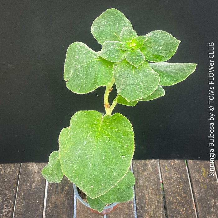 Leaf detail of Sinningia bulbosa caudiciform collector plant for sale at TOMs FLOWer CLUB Zurich Switzerland