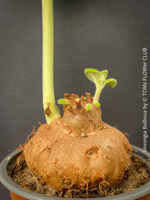 Sinningia bulbosa rare tuber plant caudex collector species for sale at TOMs FLOWer CLUB Zurich Switzerland