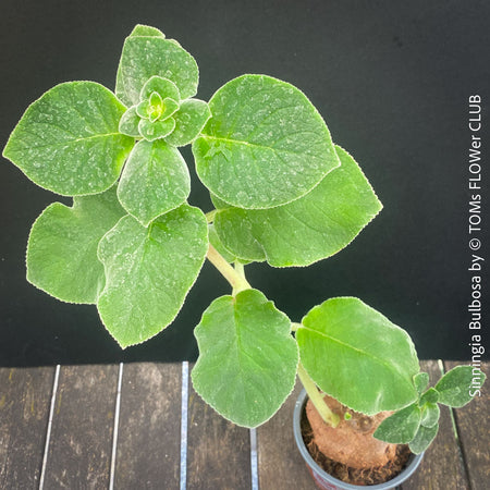 Leaf detail of Sinningia bulbosa caudiciform collector plant for sale at TOMs FLOWer CLUB Zurich Switzerland