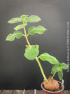 Leaf detail of Sinningia bulbosa caudiciform collector plant for sale at TOMs FLOWer CLUB Zurich Switzerland