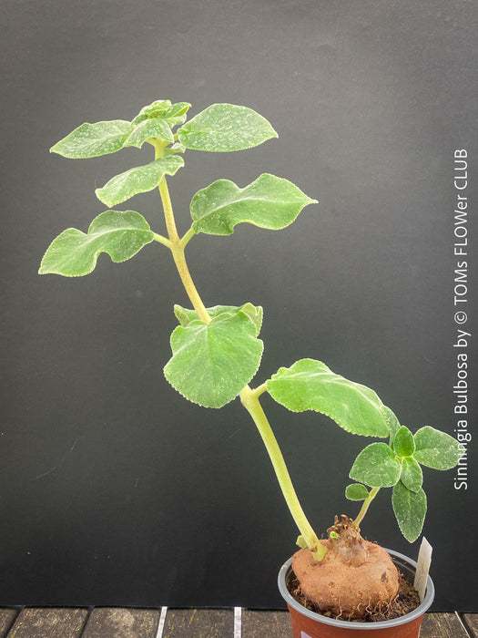 Leaf detail of Sinningia bulbosa caudiciform collector plant for sale at TOMs FLOWer CLUB Zurich Switzerland