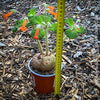 Sinningia bullata tuber and leaf close-up for collectors, shop now at TOMs FLOWer CLUB