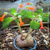 Sinningia bullata tuber and leaf close-up for collectors, shop now at TOMs FLOWer CLUB