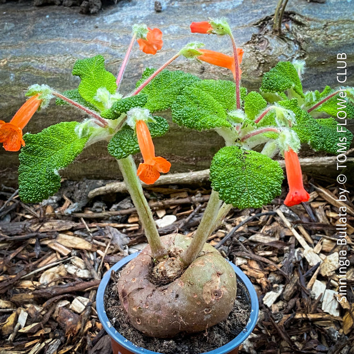 Sinningia bullata tuber and leaf close-up for collectors, shop now at TOMs FLOWer CLUB