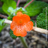 Sinningia bullata tuber and leaf close-up for collectors, shop now at TOMs FLOWer CLUB