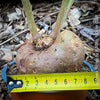 Sinningia bullata tuber and leaf close-up for collectors, shop now at TOMs FLOWer CLUB