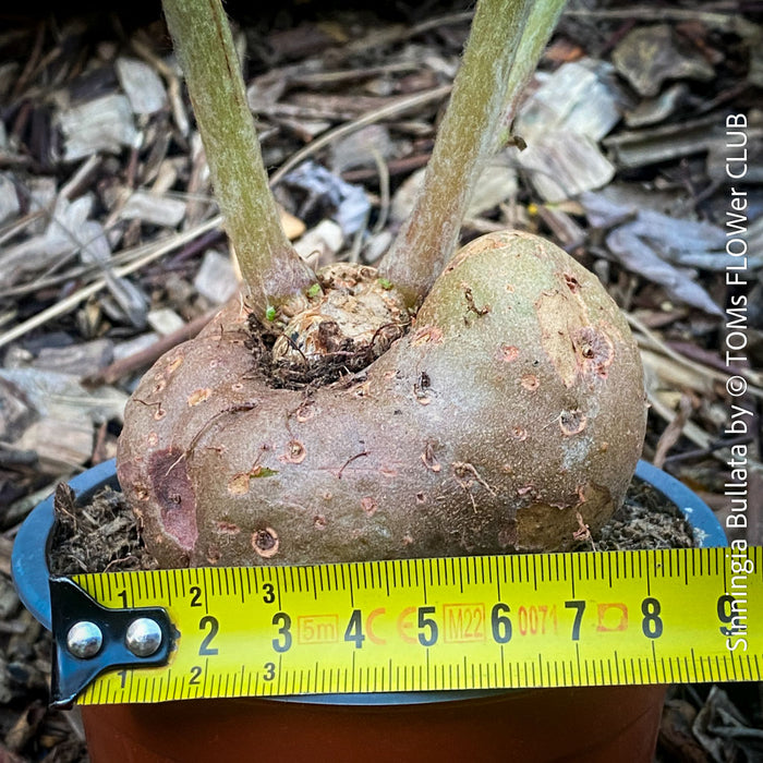 Sinningia bullata tuber and leaf close-up for collectors, shop now at TOMs FLOWer CLUB
