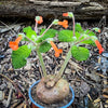 Sinningia bullata tuber and leaf close-up for collectors, shop now at TOMs FLOWer CLUB