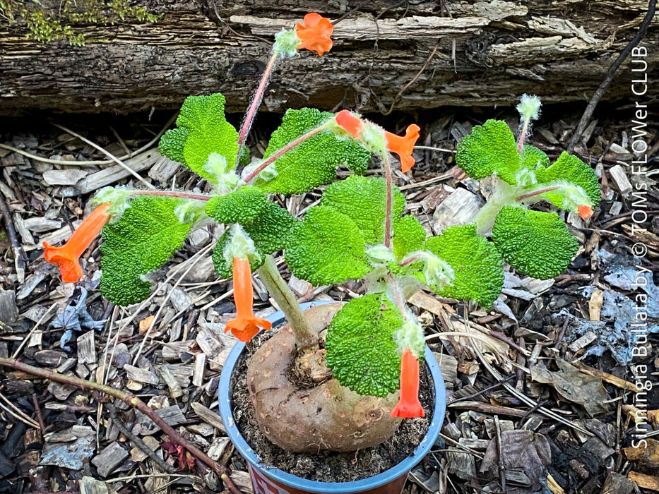Sinningia bullata tuber and leaf close-up for collectors, shop now at TOMs FLOWer CLUB