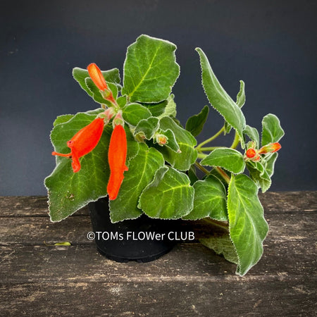 Sinningia Cardinalis, Cardinal Flower, Gloxinie, organically grown caudex plants for sale at TOMs FLOWer CLUB.